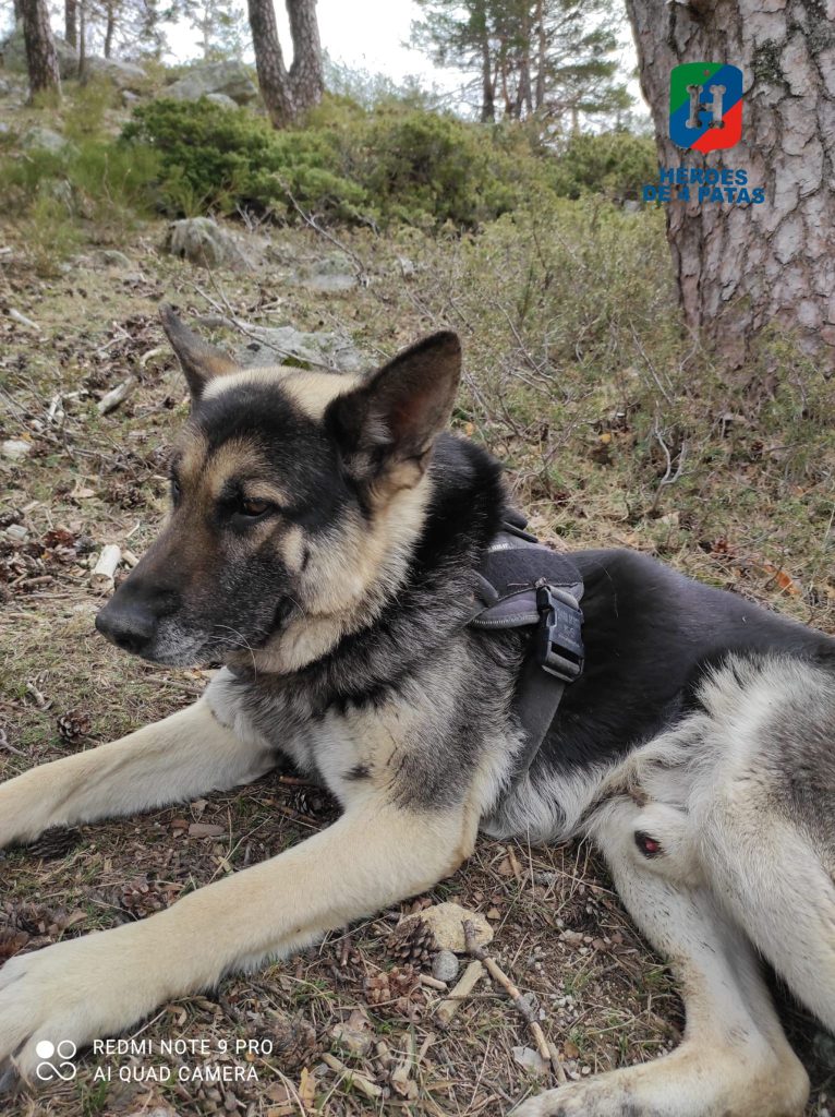 Kevin, Pastor Alemán