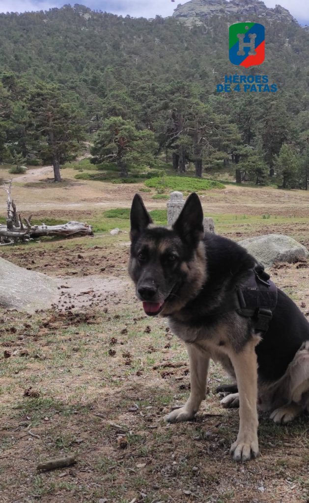 Kevin, Pastor Alemán