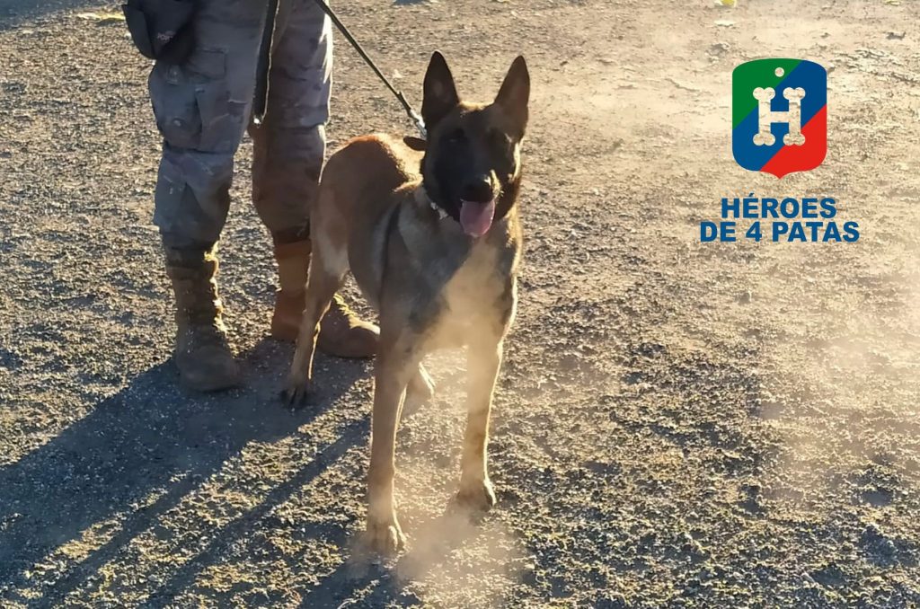 Uganda, Pastor Belga Malinois