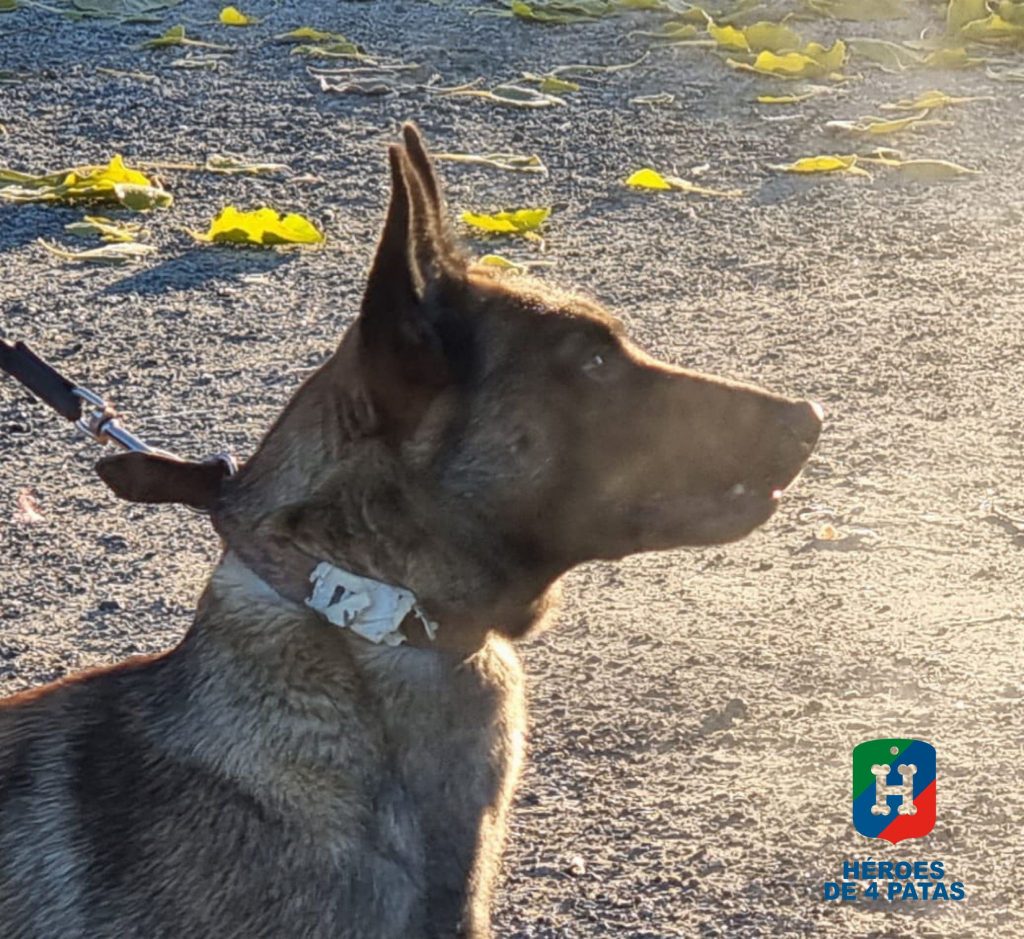 Uganda, Pastor Belga Malinois