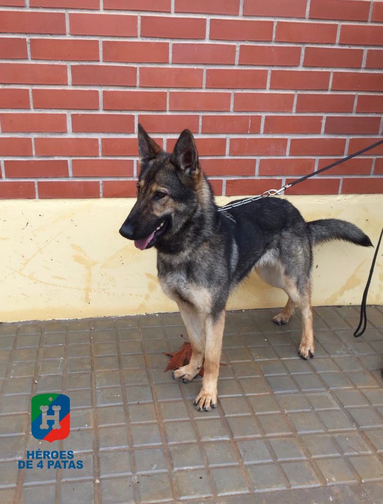 Usba, Pastor Alemán