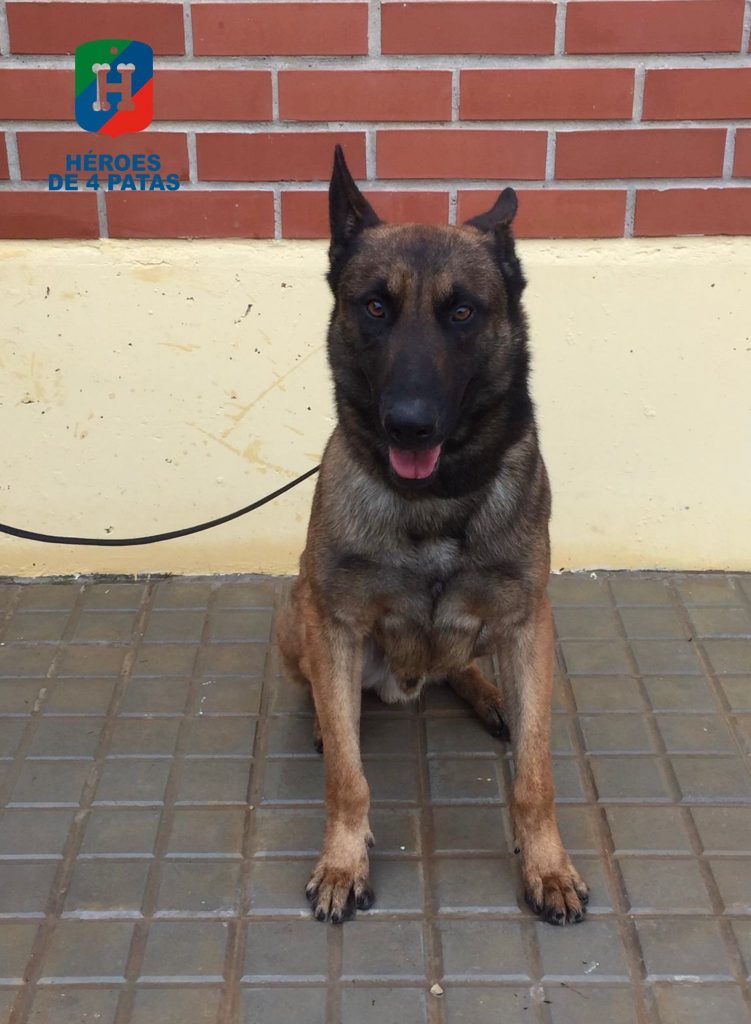 Sello, Pastor Belga Malinois