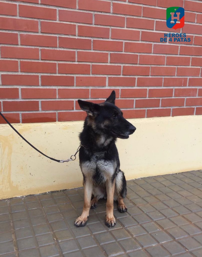 Linda, Pastor Alemán