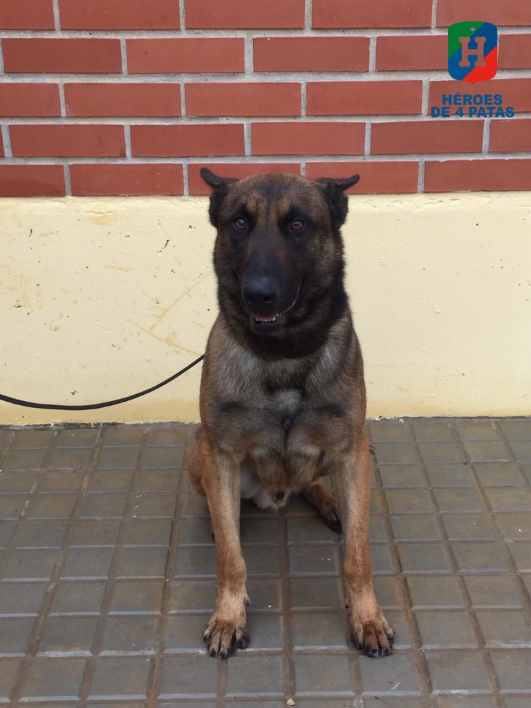 Sello, Pastor Belga Malinois