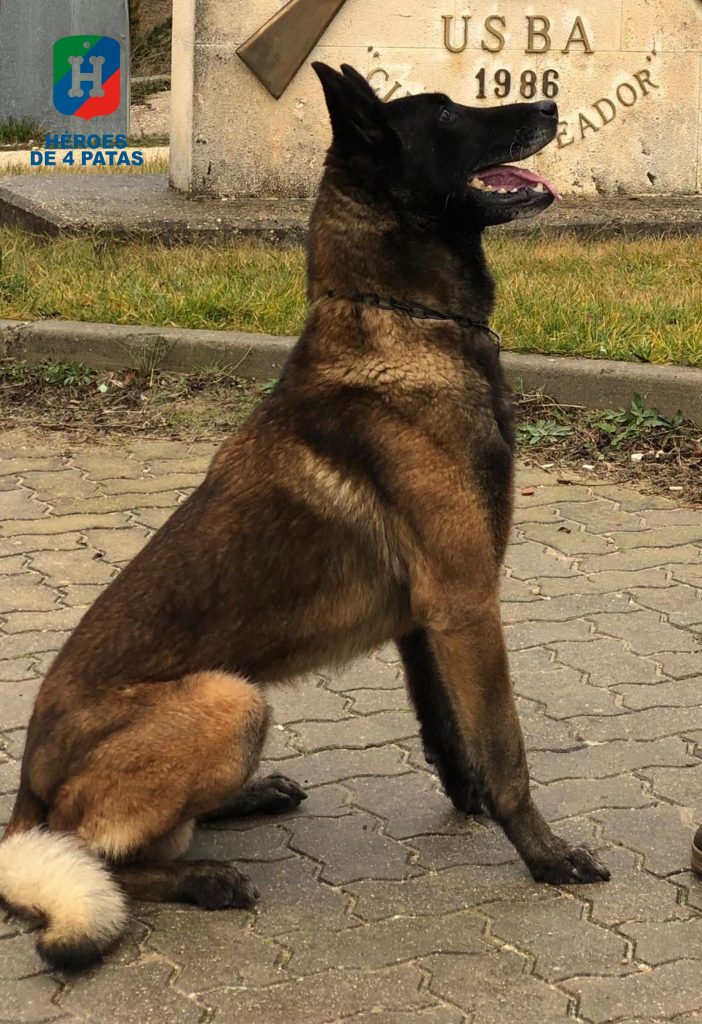 Atim, Pastor Belga Malinois