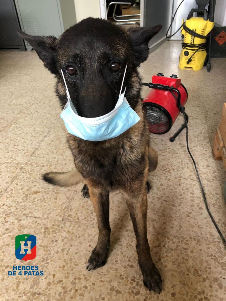 Atim, Pastor Belga Malinois