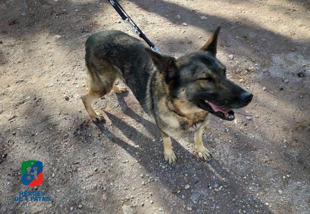 Jana, Pastor Alemán