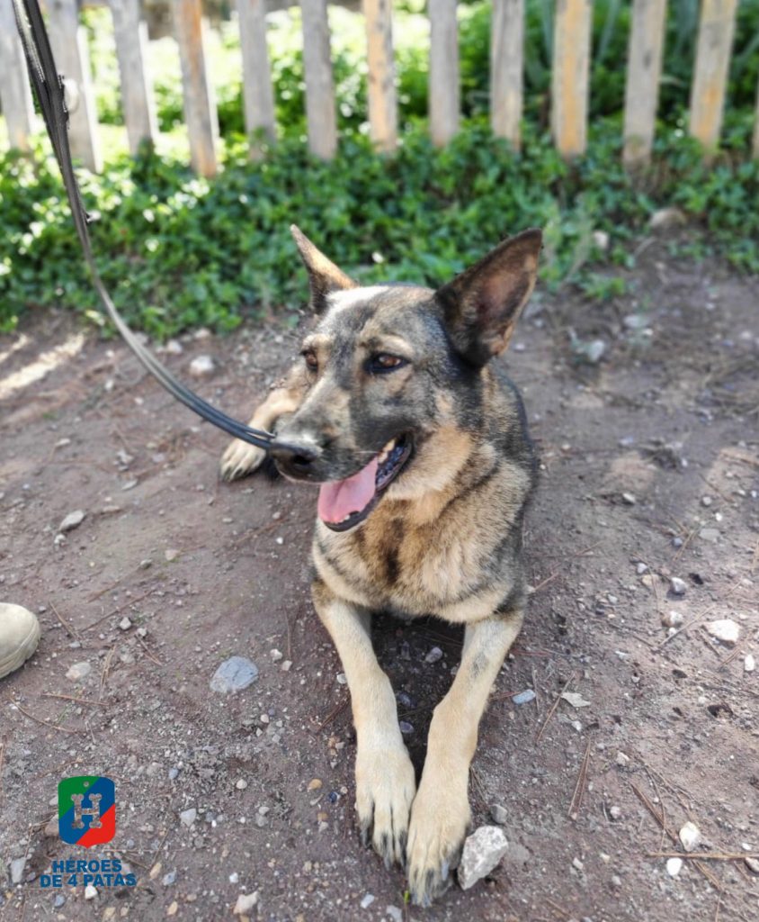 Jana, Pastor Alemán