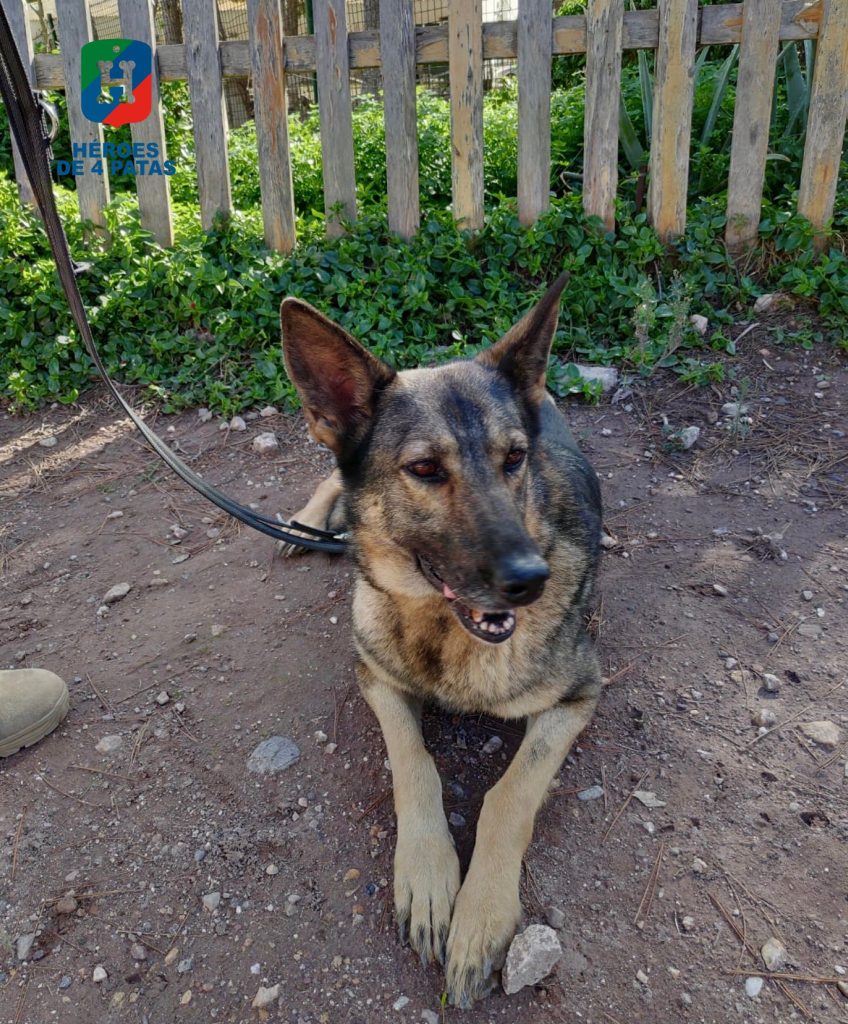 Jana, Pastor Alemán