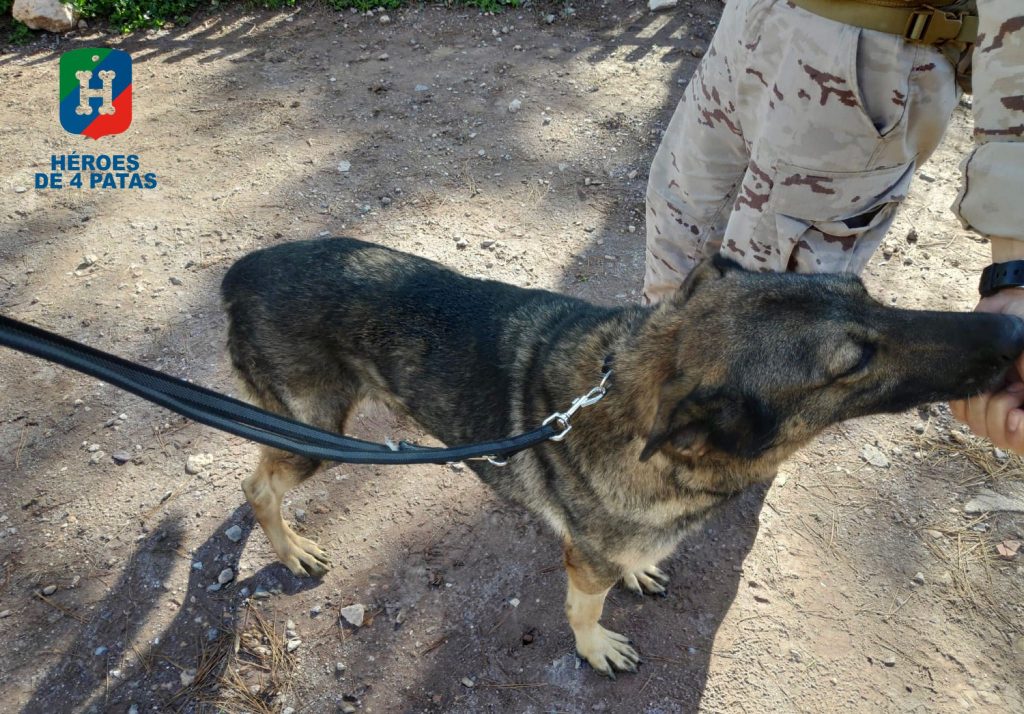 Jana, Pastor Alemán