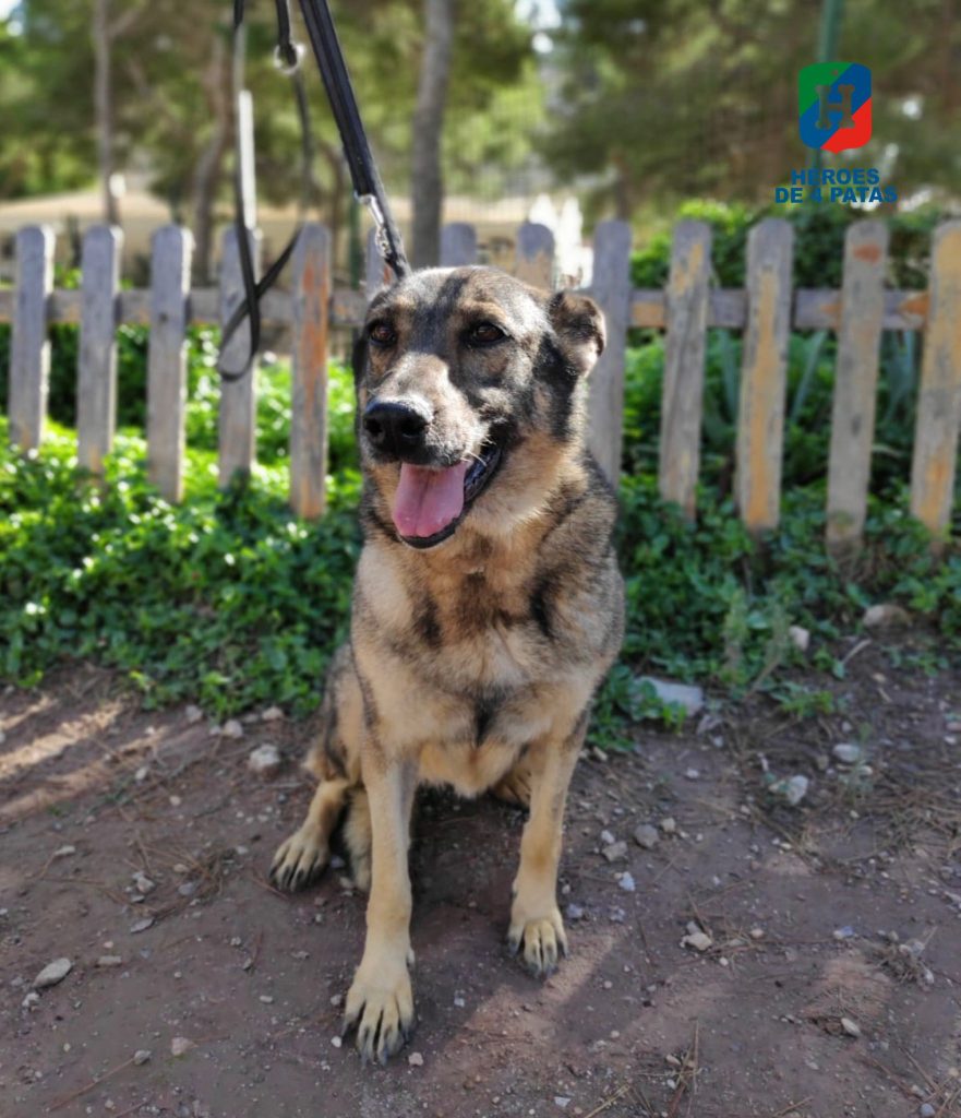 Jana, Pastor Alemán