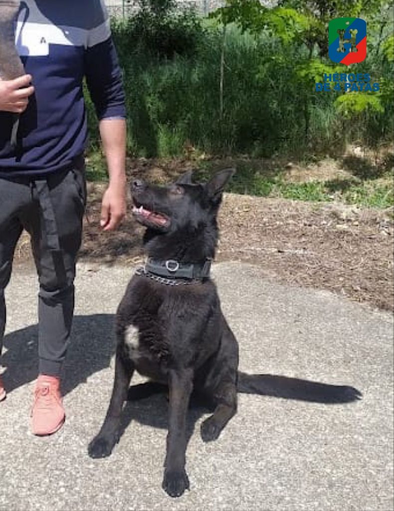 Thor, Pastor Alemán