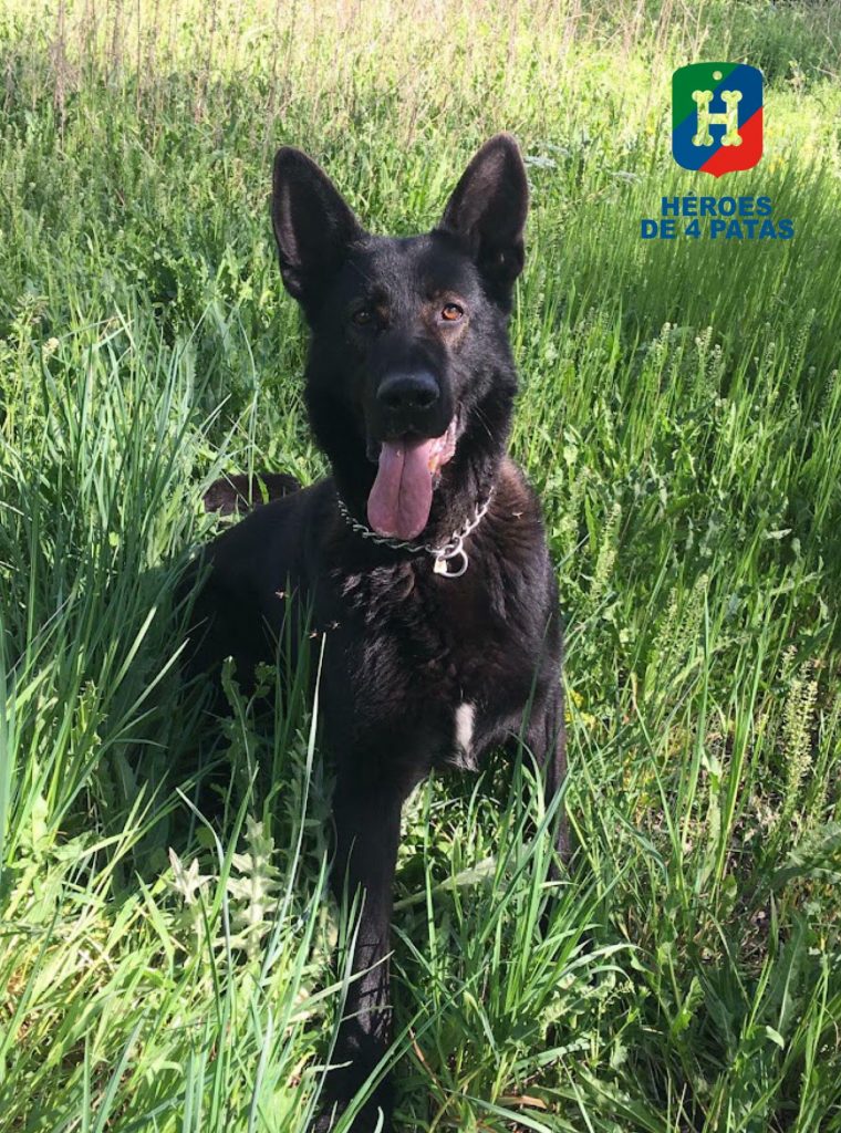 Thor, Pastor Alemán