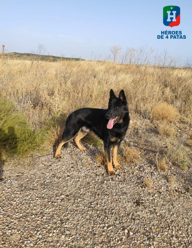 Porter, Pastor Alemán