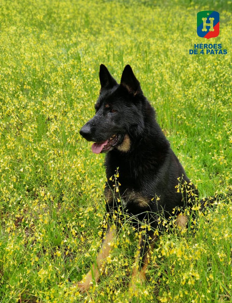 Porter, Pastor Alemán