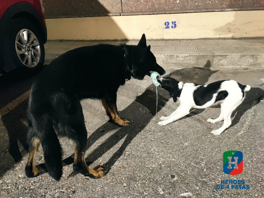 Porter, Pastor Alemán