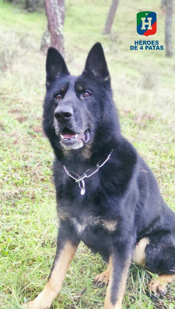 Porter, Pastor Alemán