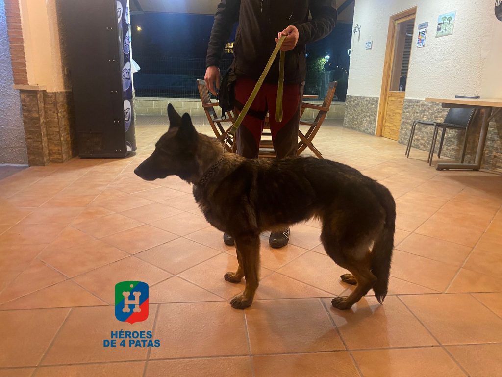 Dinka, Pastor Alemán