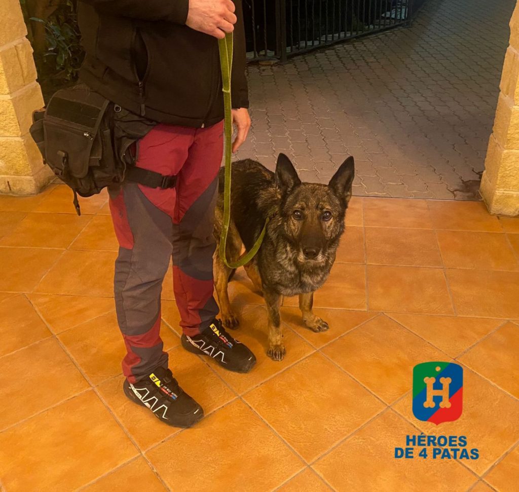 Dinka, Pastor Alemán