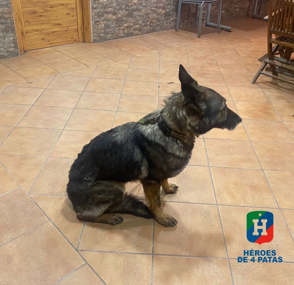 Dinka, Pastor Alemán