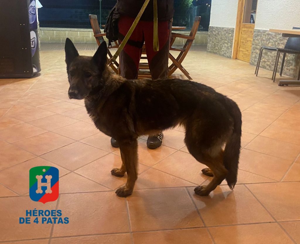 Dinka, Pastor Alemán