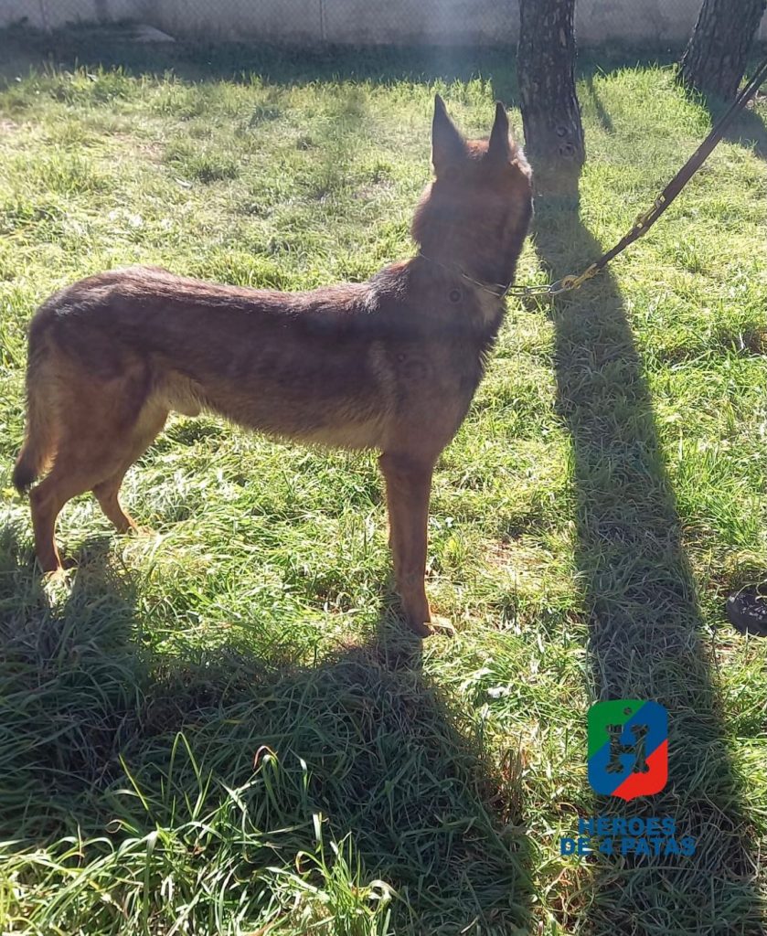 Nano, Pastor Belga Malinois