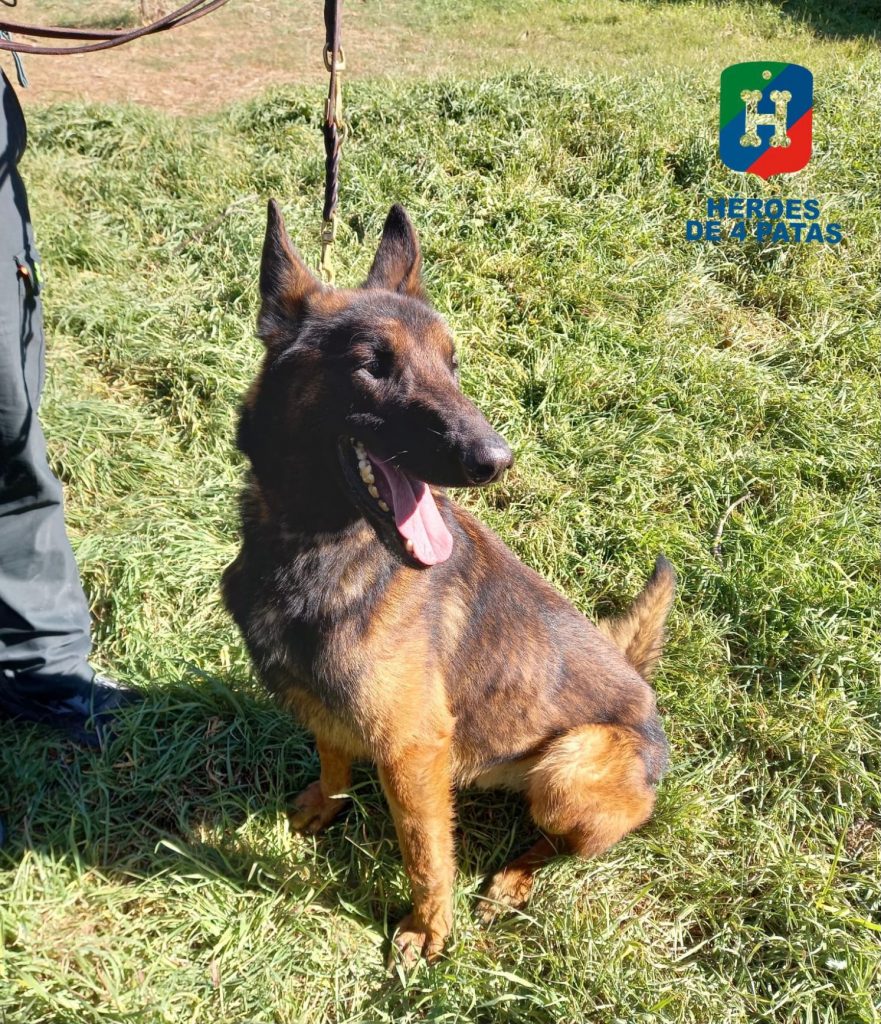 Nano, Pastor Belga Malinois