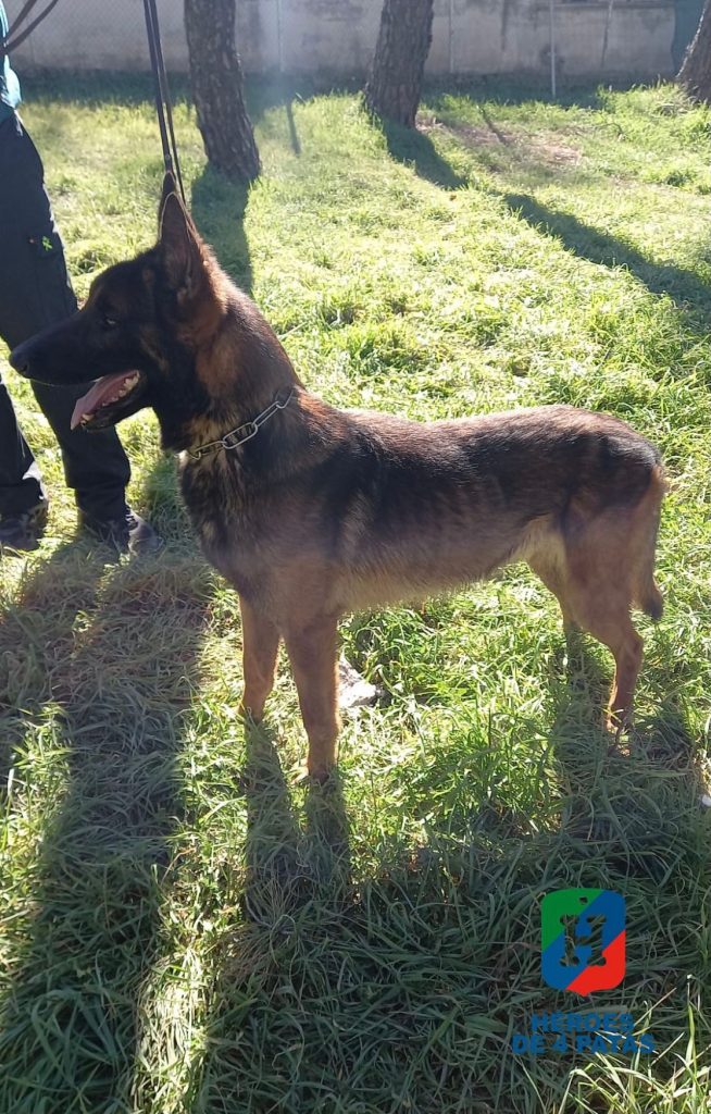 Nano, Pastor Belga Malinois
