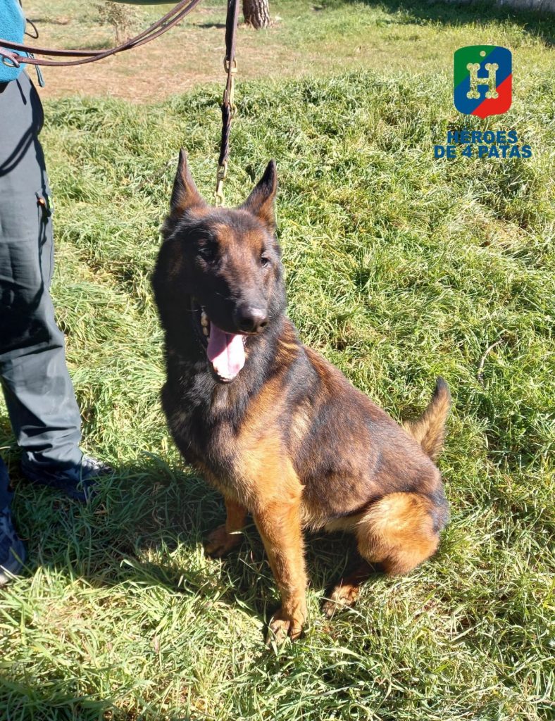 Nano, Pastor Belga Malinois