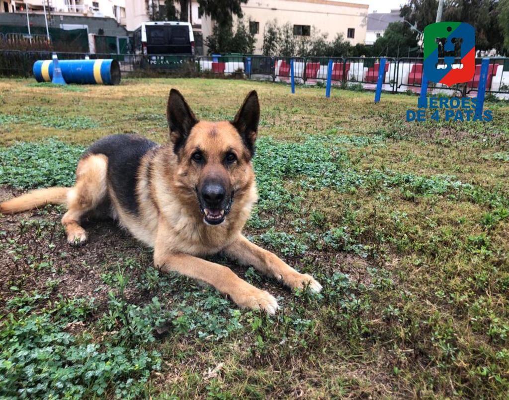 Bronco, Pastor Alemán