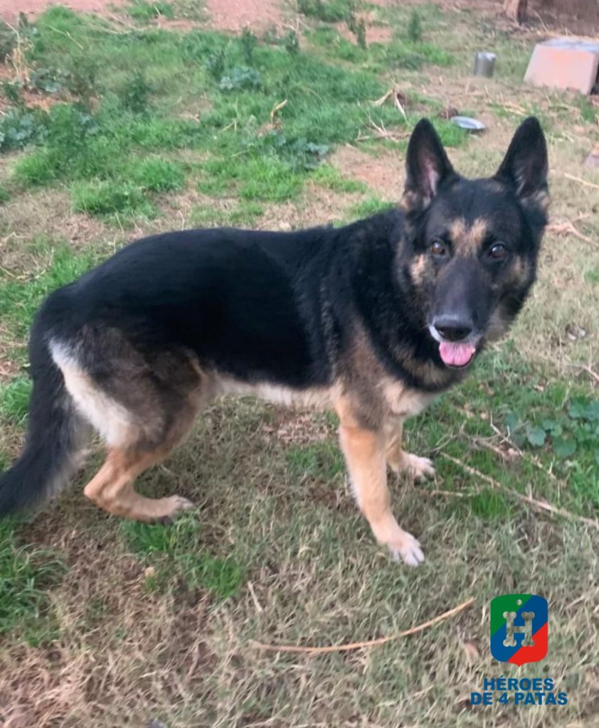 George, Pastor Alemán