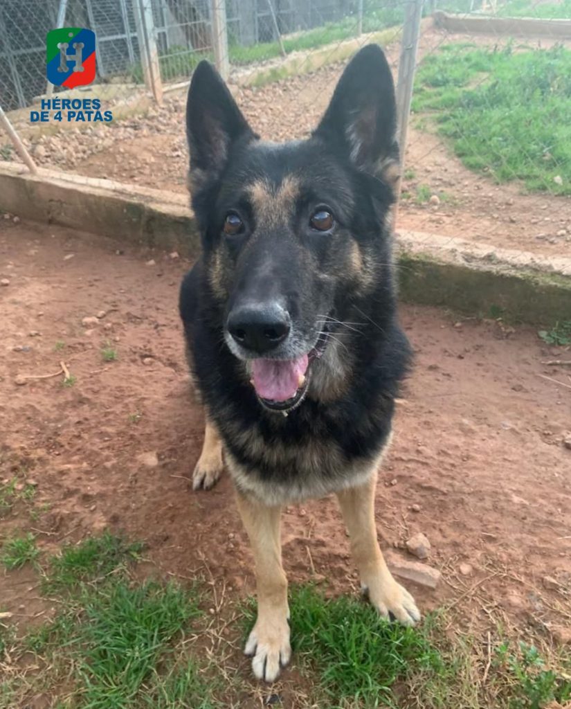 George, Pastor Alemán