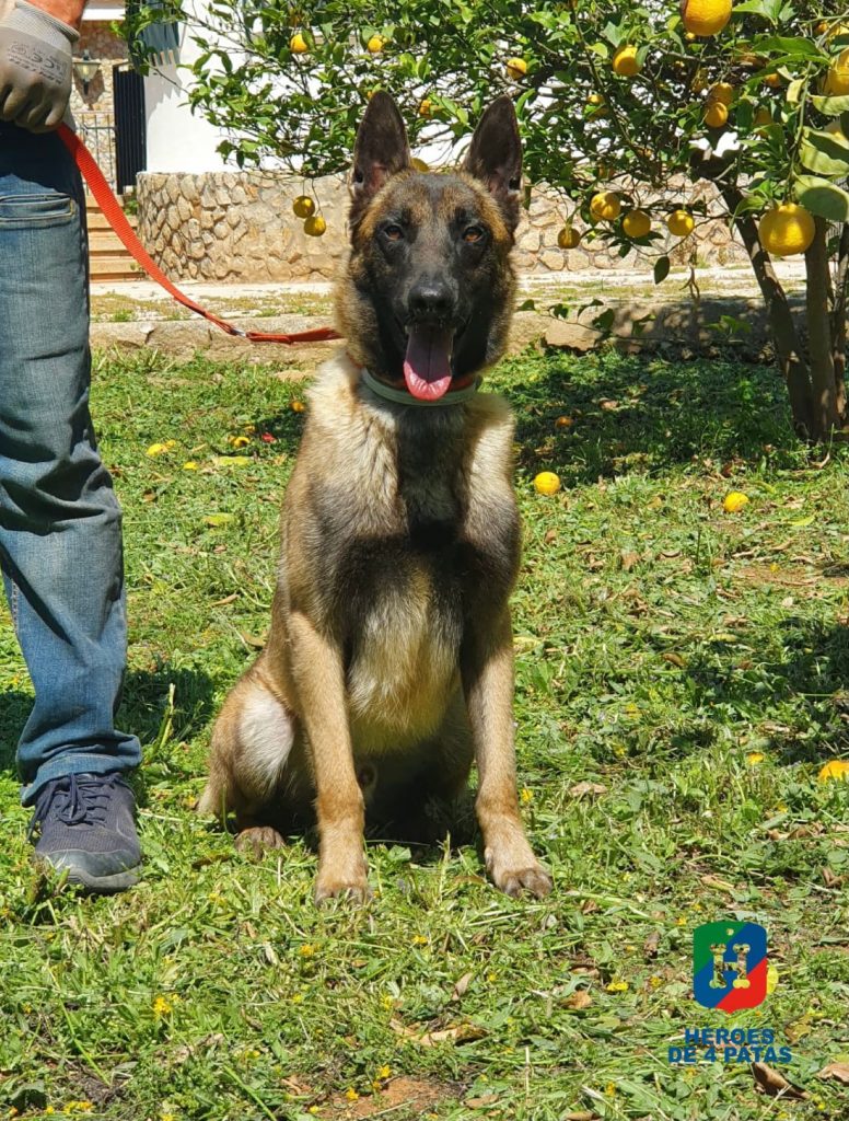 Thor, Pastor Belga Malinois
