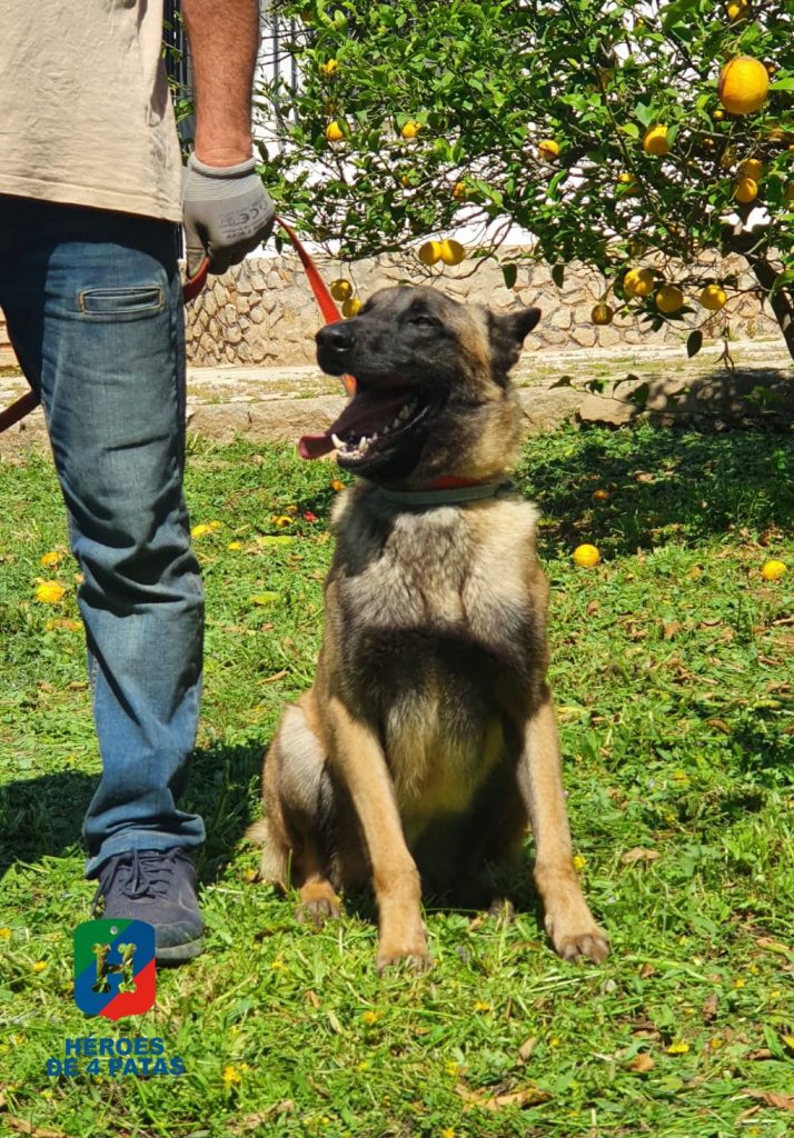 Thor, Pastor Belga Malinois