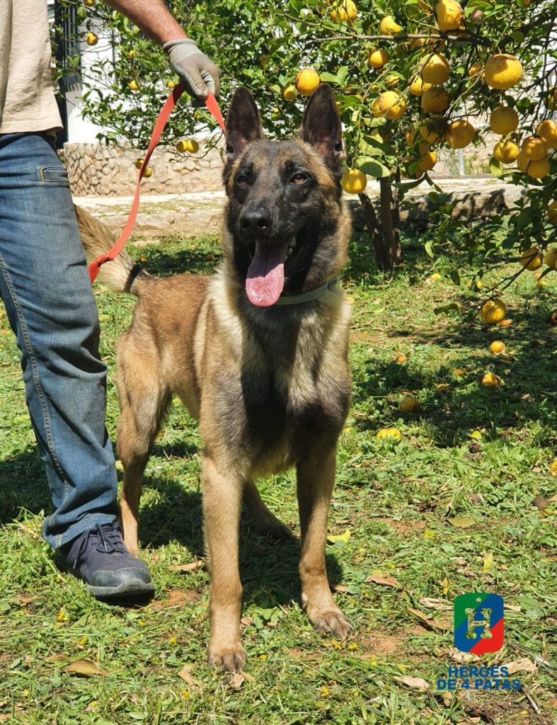 Thor, Pastor Belga Malinois