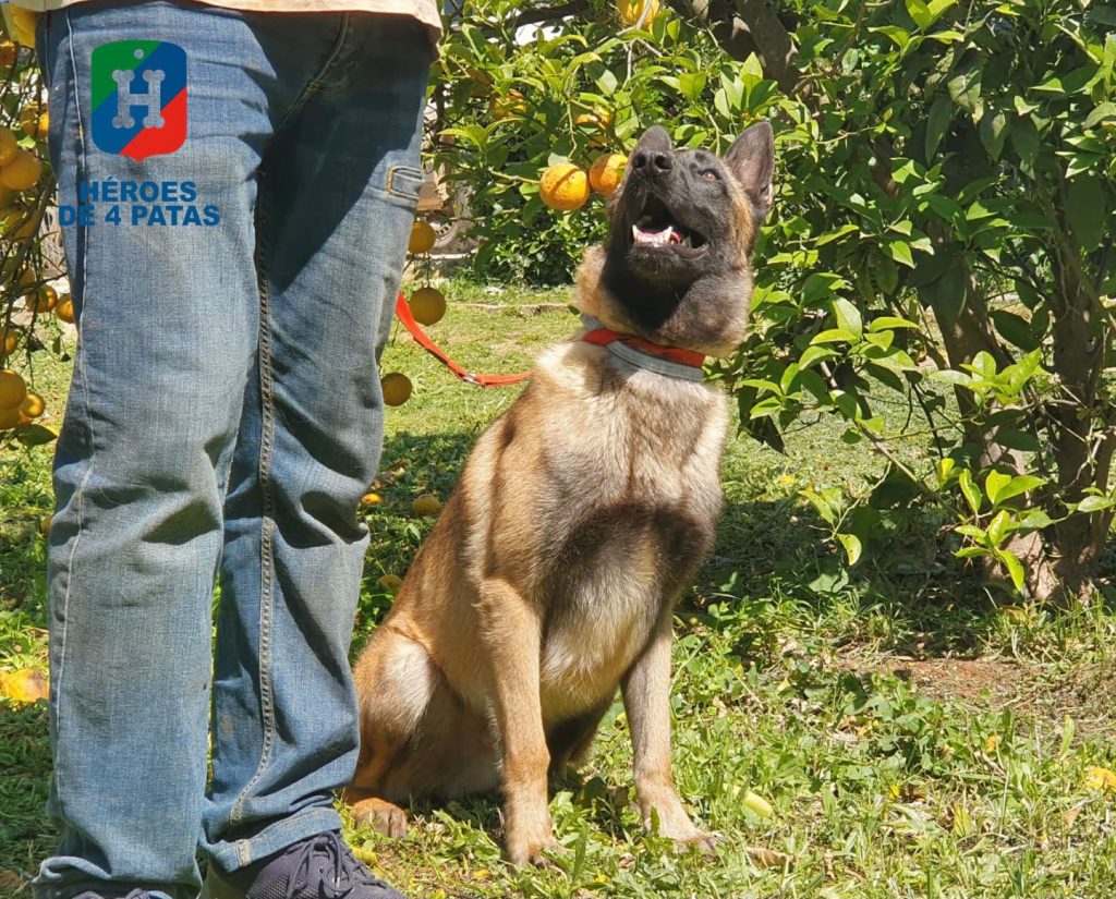 Thor, Pastor Belga Malinois