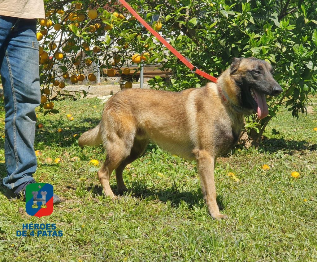 Thor, Pastor Belga Malinois