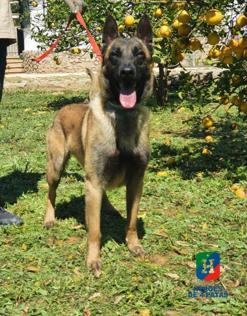 Thor, Pastor Belga Malinois