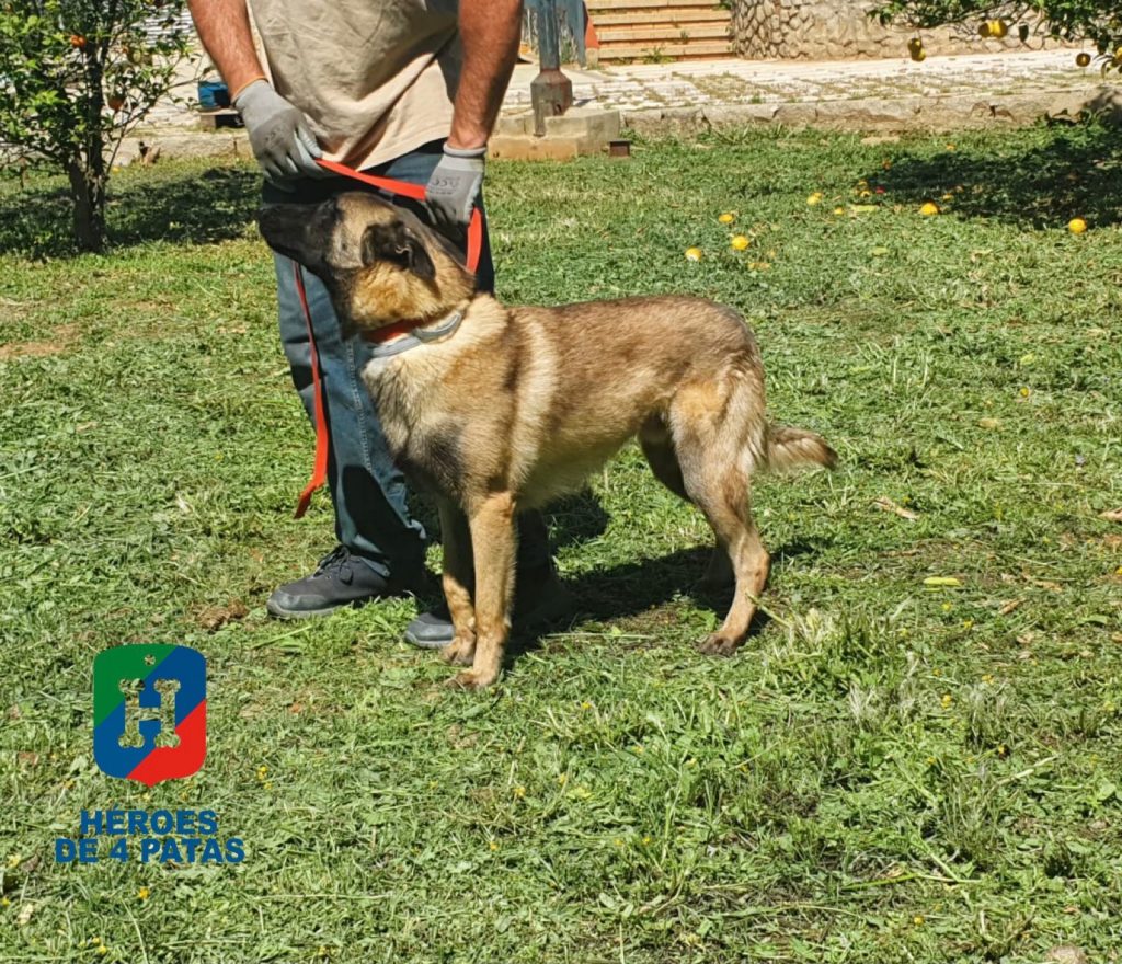 Thor, Pastor Belga Malinois