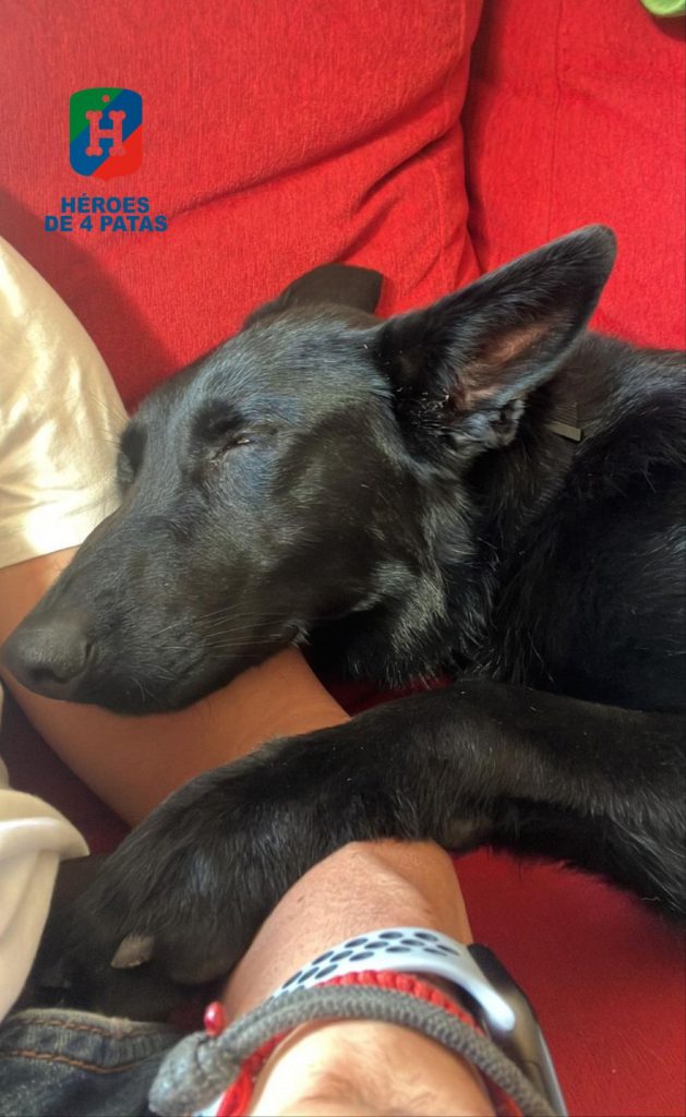 Tesla, Pastor Alemán