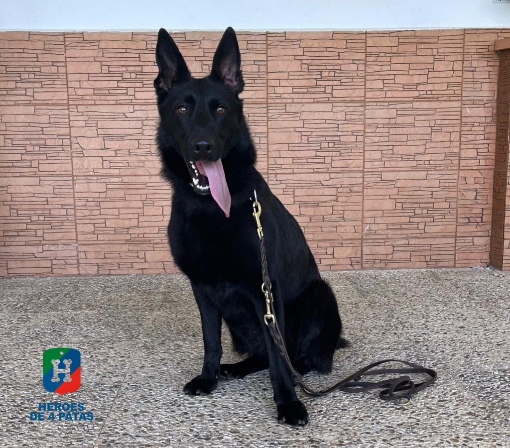 Tesla, Pastor Alemán