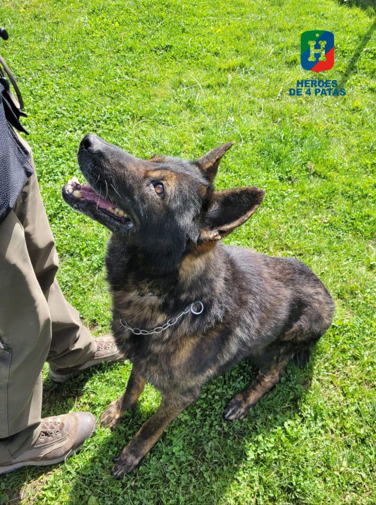 Sándor, Pastor Alemán