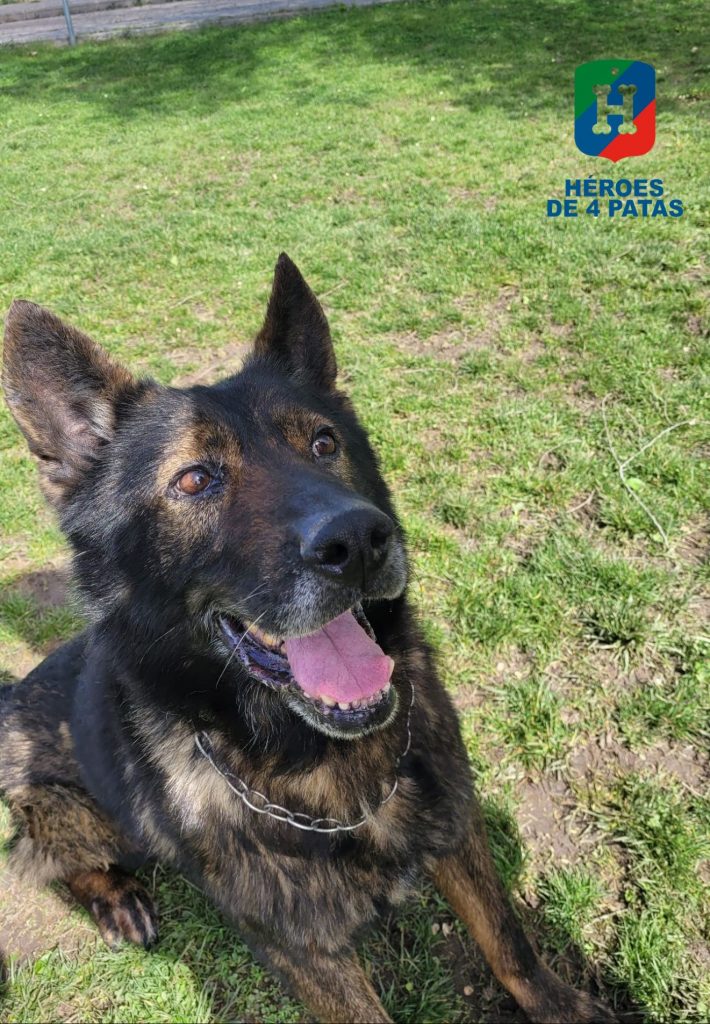 Sándor, Pastor Alemán