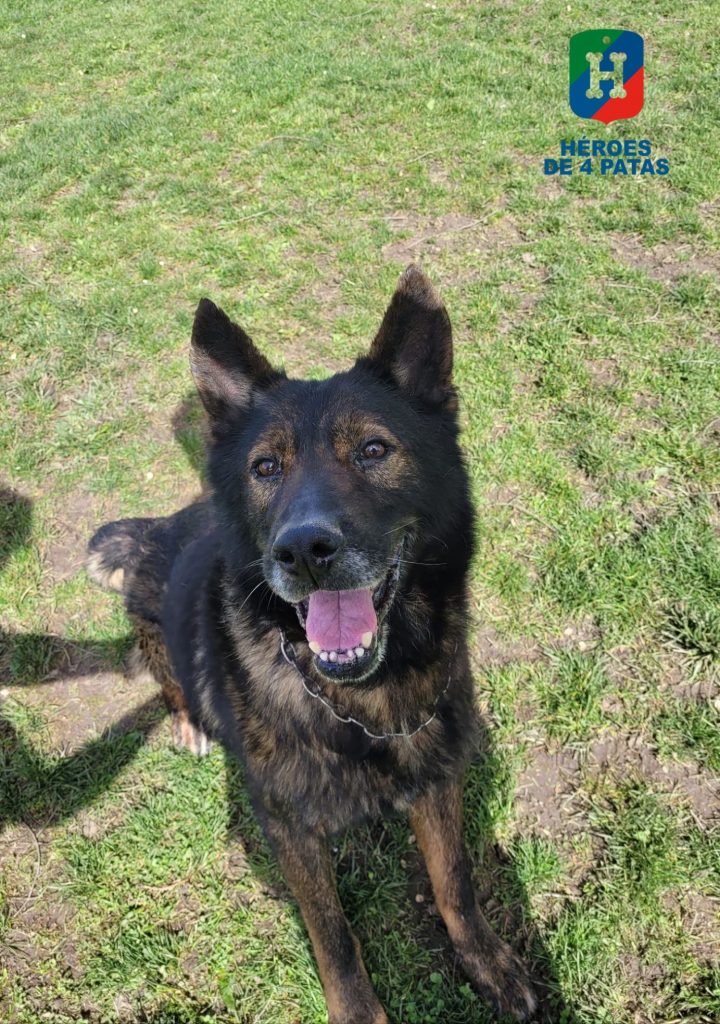 Sándor, Pastor Alemán
