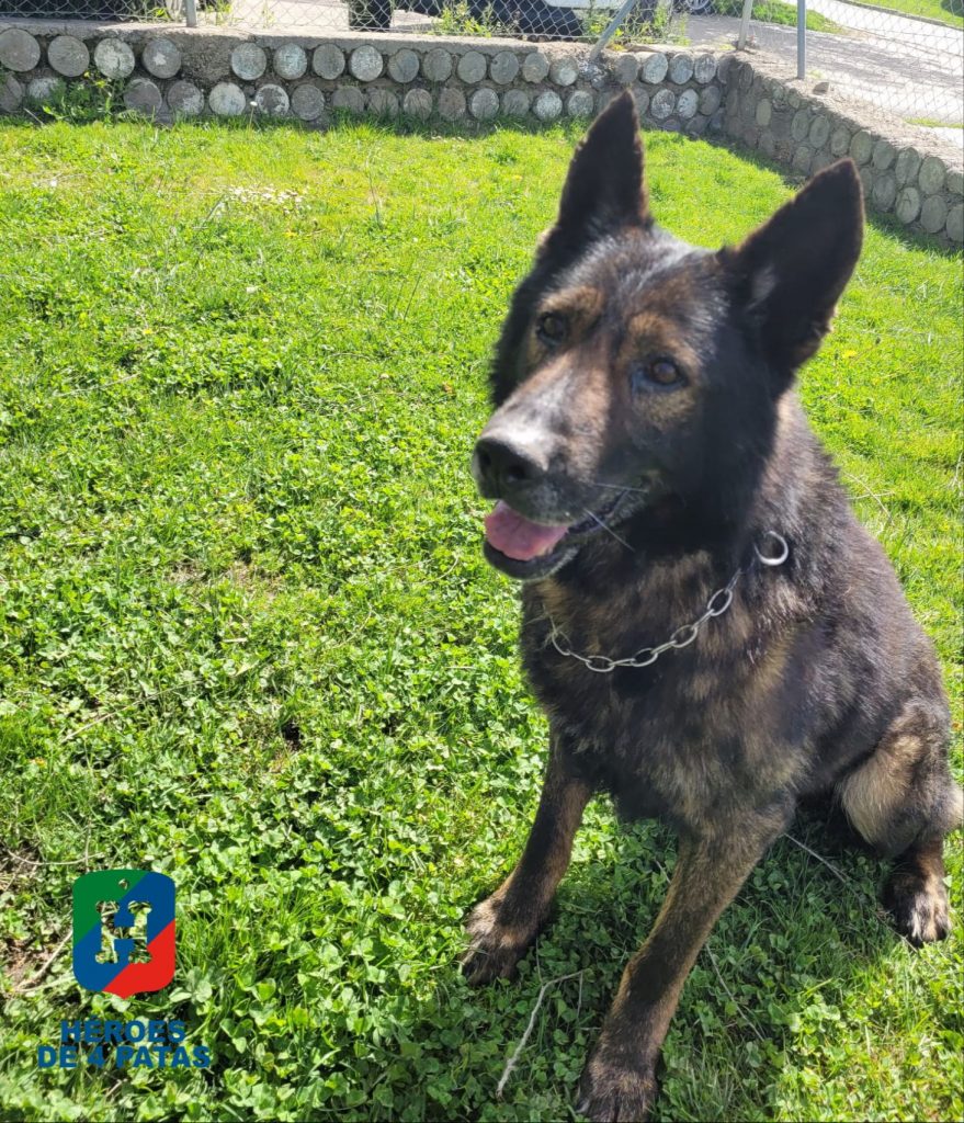 Sándor, Pastor Alemán