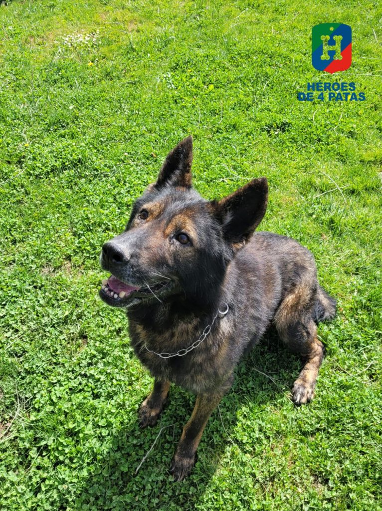 Sándor, Pastor Alemán