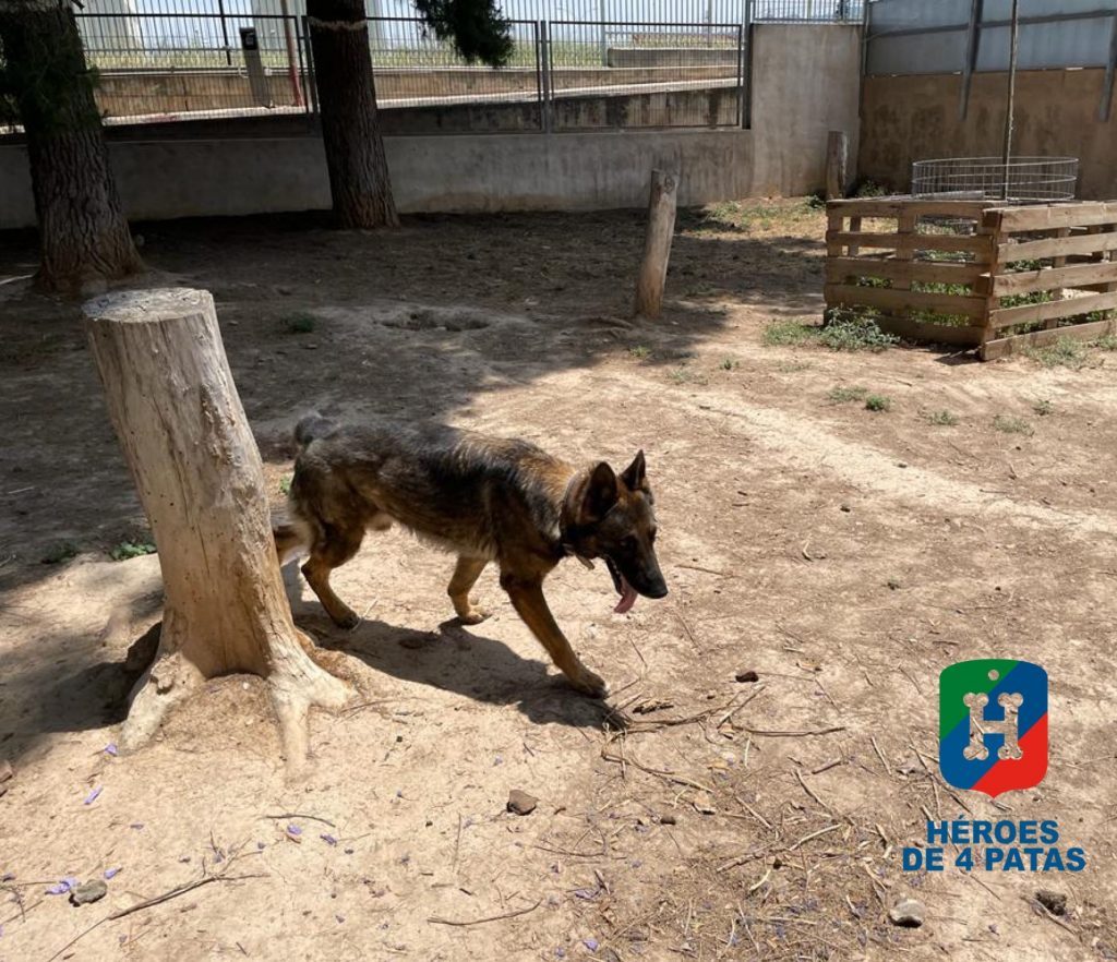 Ator, Pastor Alemán