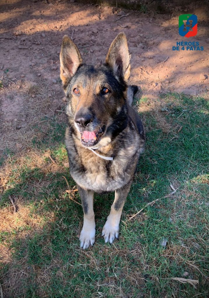 Blanca, Pastor Alemán