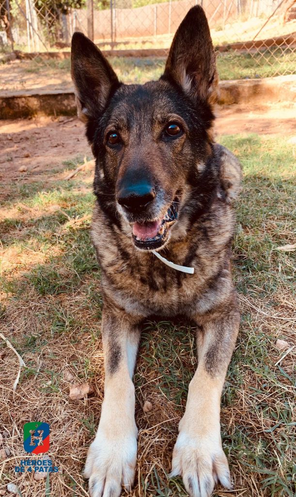 Blanca, Pastor Alemán