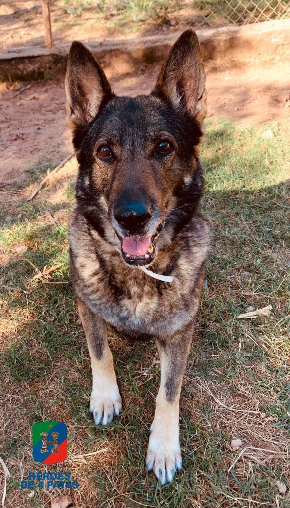 Blanca, Pastor Alemán